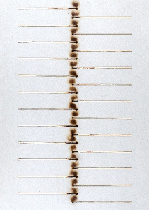 Immagine del Lotto